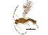  (Aulosaphes - BIOUG31387-C03)  @14 [ ] CreativeCommons - Attribution (2017) CBG Photography Group Centre for Biodiversity Genomics