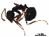  ( - BIOUG31472-A04)  @12 [ ] CreativeCommons - Attribution (2017) CBG Photography Group Centre for Biodiversity Genomics