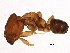  (Azteca pittieri - BIOUG14376-A04)  @13 [ ] CreativeCommons - Attribution (2014) CBG Photography Group Centre for Biodiversity Genomics