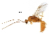  ( - BIOUG14380-C12)  @13 [ ] CreativeCommons - Attribution (2017) CBG Photography Group Centre for Biodiversity Genomics