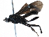  (Alabagrus ixtilton - BIOUG14796-E04)  @14 [ ] CreativeCommons - Attribution (2015) CBG Photography Group Centre for Biodiversity Genomics