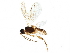  (Choreborogas Malaise7975 - BIOUG14859-C04)  @15 [ ] CreativeCommons - Attribution (2016) CBG Photography Group Centre for Biodiversity Genomics