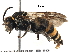  ( - BIOUG15039-B10)  @15 [ ] CreativeCommons - Attribution (2017) CBG Photography Group Centre for Biodiversity Genomics
