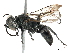  (Liris deliquus - BIOUG15039-C02)  @14 [ ] CreativeCommons - Attribution (2015) CBG Photography Group Centre for Biodiversity Genomics