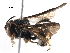  (Hypanthidium mexicanum - BIOUG19130-A04)  @15 [ ] CreativeCommons - Attribution (2017) CBG Photography Group Centre for Biodiversity Genomics