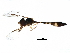  ( - BIOUG19231-F07)  @11 [ ] CreativeCommons - Attribution (2016) CBG Photography Group Centre for Biodiversity Genomics