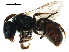  ( - BIOUG19234-A06)  @13 [ ] CreativeCommons - Attribution (2018) CBG Photography Group Centre for Biodiversity Genomics