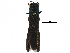  (Agrilus latifrons - BIOUG19304-C07)  @14 [ ] CreativeCommons - Attribution (2016) CBG Photography Group Centre for Biodiversity Genomics