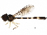  (Fragosa - BIOUG19476-E09)  @15 [ ] CreativeCommons - Attribution (2016) CBG Photography Group Centre for Biodiversity Genomics