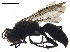  ( - BIOUG19813-G03)  @13 [ ] CreativeCommons - Attribution (2019) CBG Photography Group Centre for Biodiversity Genomics
