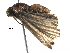 ( - BIOUG20191-H11)  @12 [ ] CreativeCommons - Attribution (2016) CBG Photography Group Centre for Biodiversity Genomics