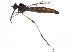  (Dolichomyia - BIOUG20404-C10)  @12 [ ] CreativeCommons - Attribution (2016) CBG Photography Group Centre for Biodiversity Genomics
