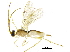  (Triraphis bradzlotnicki - BIOUG20444-H09)  @13 [ ] CreativeCommons - Attribution (2015) CBG Photography Group Centre for Biodiversity Genomics