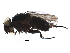 (Houghia griseifrons - BIOUG20483-D03)  @14 [ ] CreativeCommons - Attribution (2016) CBG Photography Group Centre for Biodiversity Genomics