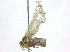  (Maculonaclia - BIOUG17698-C04)  @13 [ ] CreativeCommons - Attribution (2015) CBG Photography Group Centre for Biodiversity Genomics