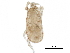 (Iphidozercon sp. JCS12 - BIOUG19951-B07)  @11 [ ] CreativeCommons - Attribution (2017) CBG Photography Group Centre for Biodiversity Genomics