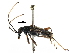  (Eccrisis - BIOUG20393-G03)  @13 [ ] CreativeCommons - Attribution (2016) CBG Photography Group Centre for Biodiversity Genomics