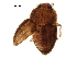  (Propalticus - BIOUG15082-B02)  @14 [ ] CreativeCommons - Attribution (2016) CBG Photography Group Centre for Biodiversity Genomics