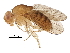  ( - BIOUG16245-C06)  @11 [ ] CreativeCommons - Attribution (2016) CBG Photography Group Centre for Biodiversity Genomics