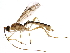  (Canalirogas - BIOUG16313-D09)  @14 [ ] CreativeCommons - Attribution (2015) CBG Photography Group Centre for Biodiversity Genomics