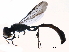  ( - BIOUG16588-G12)  @13 [ ] CreativeCommons - Attribution (2016) CBG Photography Group Centre for Biodiversity Genomics