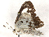  ( - CBG-A10838-D06)  @11 [ ] CreativeCommons - Attribution Share - Alike (2023) CBG Photography Group Centre for Biodiversity Genomics