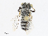  (Megachile anatolica - CBG-A10840-C02)  @11 [ ] CreativeCommons - Attribution Share - Alike (2023) CBG Photography Group Centre for Biodiversity Genomics