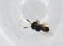  (Trissolcus hyalinipennis - CBG-A16312-E08)  @11 [ ] CreativeCommons - Attribution Share - Alike (2023) Centre for Biodiversity Genomics Centre for Biodiversity Genomics