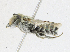  (Megachile sp. 0819D112 - CBG-A16717-D03)  @11 [ ] CreativeCommons - Attribution Share - Alike (2023) CBG Photography Group Centre for Biodiversity Genomics