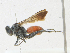  ( - CBG-A21694-F11)  @11 [ ] CreativeCommons - Attribution Share - Alike (2023) CBG Photography Group Centre for Biodiversity Genomics