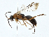  ( - BIOUG98667-C11)  @11 [ ] CreativeCommons - Attribution (2023) CBG Photography Group Centre for Biodiversity Genomics