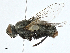  ( - BIOUG99551-G05)  @11 [ ] CreativeCommons - Attribution (2023) CBG Photography Group Centre for Biodiversity Genomics