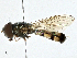  ( - BIOUG99555-D03)  @11 [ ] CreativeCommons - Attribution (2023) CBG Photography Group Centre for Biodiversity Genomics