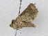  ( - CBG-A04477-A11)  @11 [ ] CreativeCommons - Attribution (2023) CBG Photography Group Centre for Biodiversity Genomics