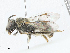  (Lasioglossum CtenoKEN9 - CBG-A04556-D10)  @11 [ ] CreativeCommons - Attribution (2023) CBG Photography Group Centre for Biodiversity Genomics