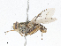  (Glossina morsitans - CBG-A04556-G08)  @11 [ ] CreativeCommons - Attribution (2023) CBG Photography Group Centre for Biodiversity Genomics