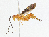  (Cremnops sp. 1 - CBG-A04560-A01)  @11 [ ] CreativeCommons - Attribution (2023) CBG Photography Group Centre for Biodiversity Genomics