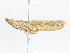  (Thyridota - CBG-A04561-A04)  @11 [ ] CreativeCommons - Attribution (2023) CBG Photography Group Centre for Biodiversity Genomics