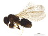  (Chronoxenus - BIOUG37102-A03)  @13 [ ] CreativeCommons - Attribution (2018) CBG Photography Group Centre for Biodiversity Genomics