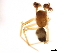  ( - BIOUG37146-G12)  @11 [ ] CreativeCommons - Attribution (2018) CBG Photography Group Centre for Biodiversity Genomics