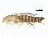  ( - BIOUG37532-D07)  @11 [ ] CreativeCommons - Attribution (2018) CBG Photography Group Centre for Biodiversity Genomics