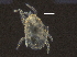  ( - BIOUG37191-D10)  @11 [ ] CreativeCommons - Attribution (2018) CBG Photography Group Centre for Biodiversity Genomics