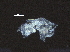  ( - BIOUG37193-F05)  @11 [ ] CreativeCommons - Attribution (2018) CBG Photography Group Centre for Biodiversity Genomics