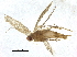  ( - BIOUG37675-B01)  @11 [ ] CreativeCommons - Attribution (2018) CBG Photography Group Centre for Biodiversity Genomics