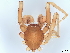  (Utivarachna - BIOUG37721-D04)  @11 [ ] CreativeCommons - Attribution (2022) CBG Photography Group Centre for Biodiversity Genomics