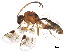  (Gelis liparae - BIOUG36268-A06)  @13 [ ] CreativeCommons - Attribution (2018) CBG Photography Group Centre for Biodiversity Genomics