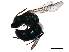  (Augochlora MEXgrp201 - BIOUG44447-G01)  @11 [ ] CreativeCommons - Attribution (2019) CBG Photography Group Centre for Biodiversity Genomics