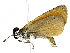  ( - BIOUG70312-C05)  @11 [ ] CreativeCommons - Attribution (2022) CBG Photography Group Centre for Biodiversity Genomics