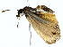  ( - BIOUG70312-D11)  @11 [ ] CreativeCommons - Attribution (2022) CBG Photography Group Centre for Biodiversity Genomics