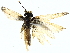  ( - BIOUG70312-E06)  @11 [ ] CreativeCommons - Attribution (2022) CBG Photography Group Centre for Biodiversity Genomics